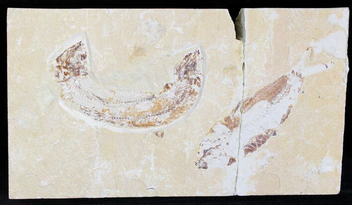 Pair of Cretaceous Fossil Fish (Lebonichthys) - Lebanon #28207